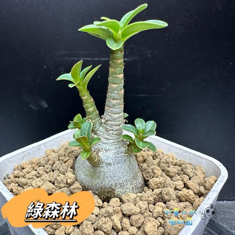 【外星人的植物園】綠森林 沙漠玫瑰 沙玫 塊根 盆栽 植物 療癒盆栽 小品 現貨【滿額免運】-細節圖3