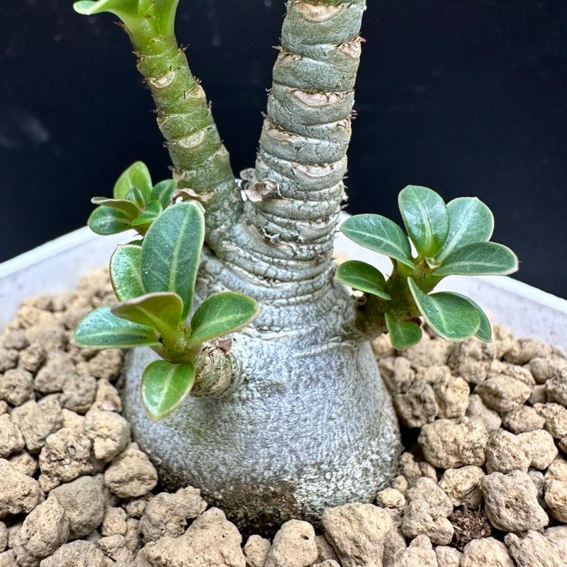 【外星人的植物園】綠森林 沙漠玫瑰 沙玫 塊根 盆栽 植物 療癒盆栽 小品 現貨【滿額免運】-細節圖4