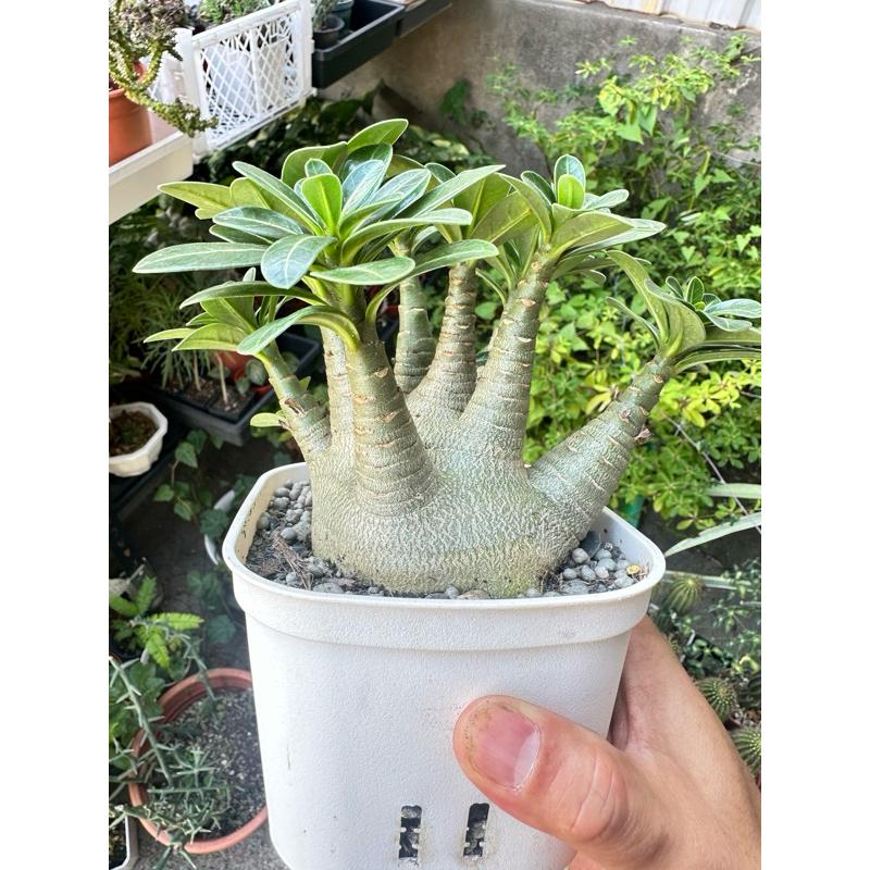 【外星人的植物園】綠森林 沙漠玫瑰 沙玫 塊根 盆栽 植物 療癒盆栽 小品 現貨【滿額免運】-細節圖5