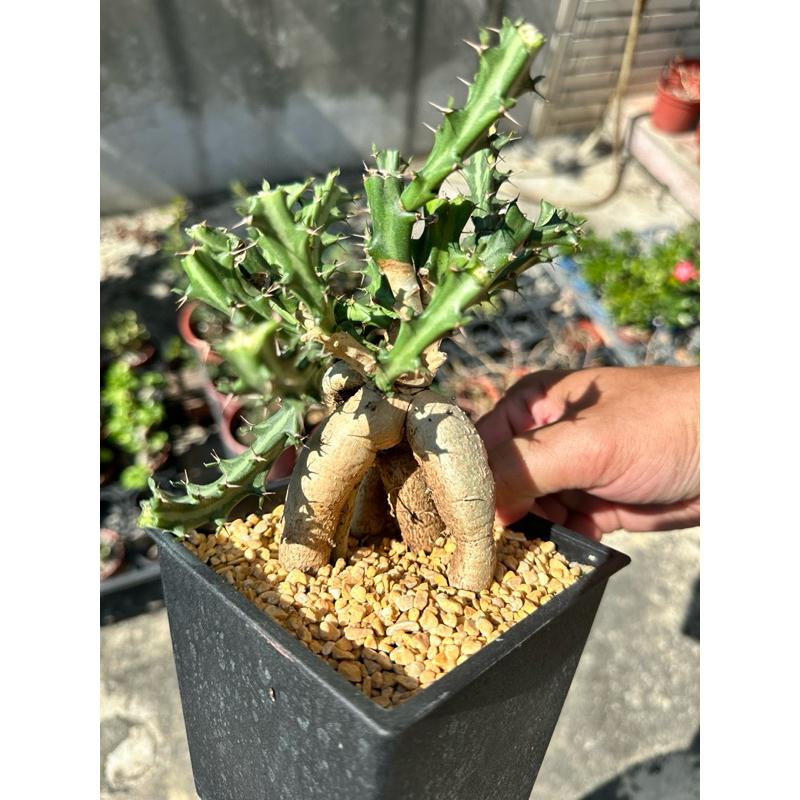 【外星人的植物園】狗奴子 嚴流島 麒麟 仙人掌 虎尾蘭 龍舌蘭 塊根 大戟 盆栽 植物 現貨【滿額免運】-細節圖2