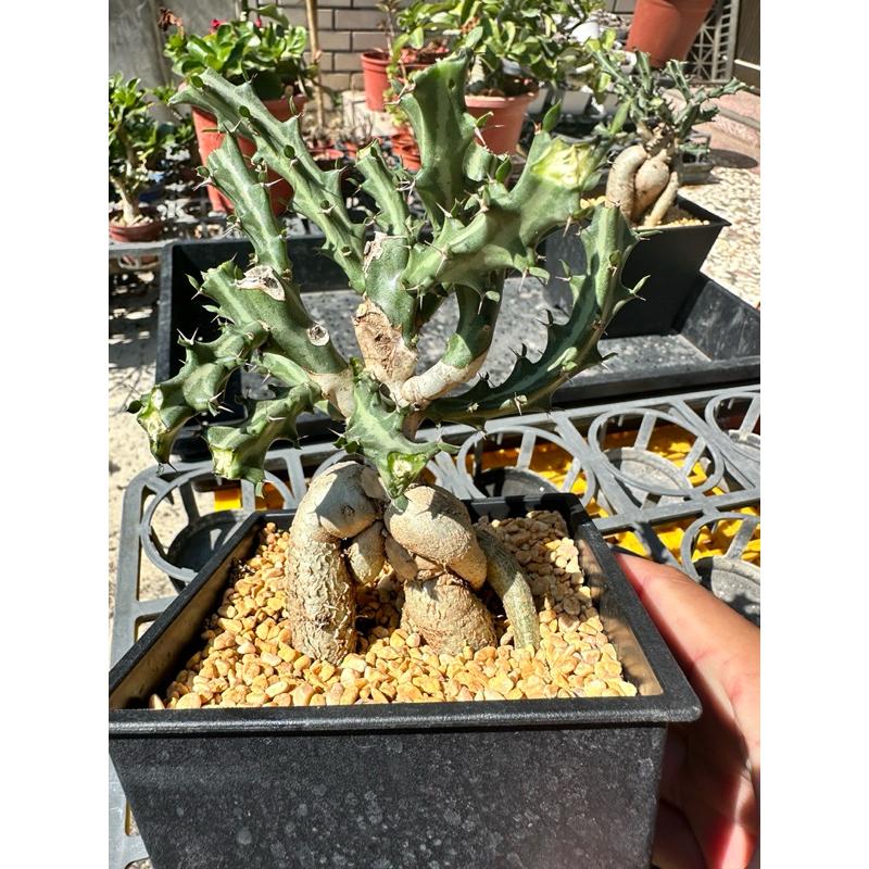 【外星人的植物園】狗奴子 嚴流島 麒麟 仙人掌 虎尾蘭 龍舌蘭 塊根 大戟 盆栽 植物 現貨【滿額免運】-細節圖3