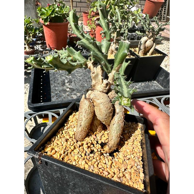 【外星人的植物園】狗奴子 嚴流島 麒麟 仙人掌 虎尾蘭 龍舌蘭 塊根 大戟 盆栽 植物 現貨【滿額免運】-細節圖4