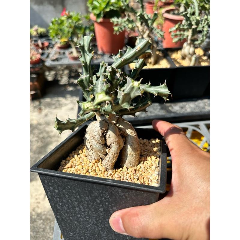 【外星人的植物園】狗奴子 嚴流島 麒麟 仙人掌 虎尾蘭 龍舌蘭 塊根 大戟 盆栽 植物 現貨【滿額免運】-細節圖5