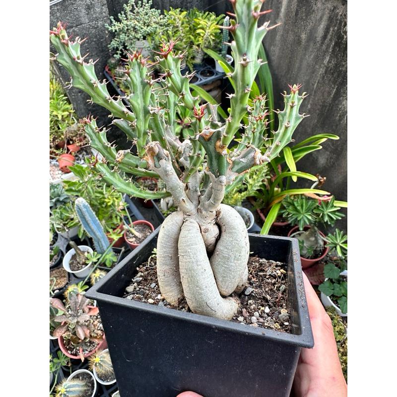 【外星人的植物園】狗奴子 嚴流島 麒麟 仙人掌 虎尾蘭 龍舌蘭 塊根 大戟 盆栽 植物 現貨【滿額免運】-細節圖6