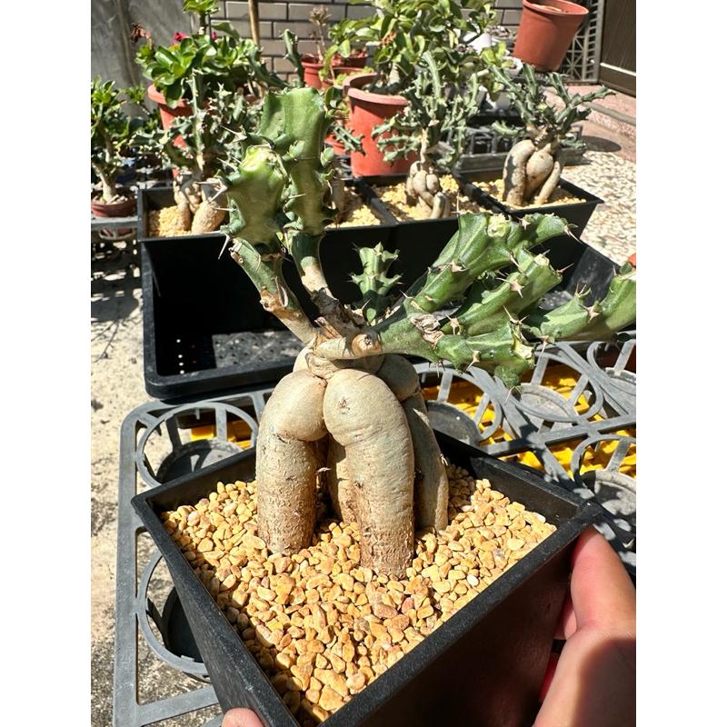 【外星人的植物園】狗奴子 嚴流島 麒麟 仙人掌 虎尾蘭 龍舌蘭 塊根 大戟 盆栽 植物 現貨【滿額免運】-細節圖7