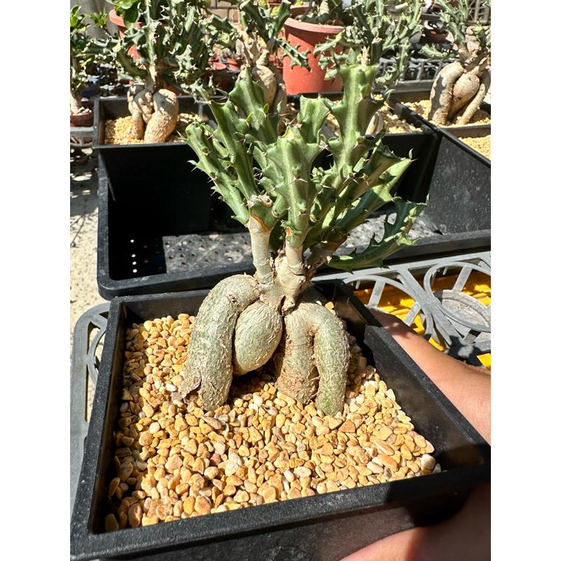 【外星人的植物園】狗奴子 嚴流島 麒麟 仙人掌 虎尾蘭 龍舌蘭 塊根 大戟 盆栽 植物 現貨【滿額免運】-細節圖8