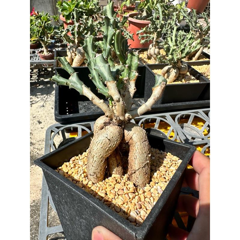 【外星人的植物園】狗奴子 嚴流島 麒麟 仙人掌 虎尾蘭 龍舌蘭 塊根 大戟 盆栽 植物 現貨【滿額免運】-細節圖9