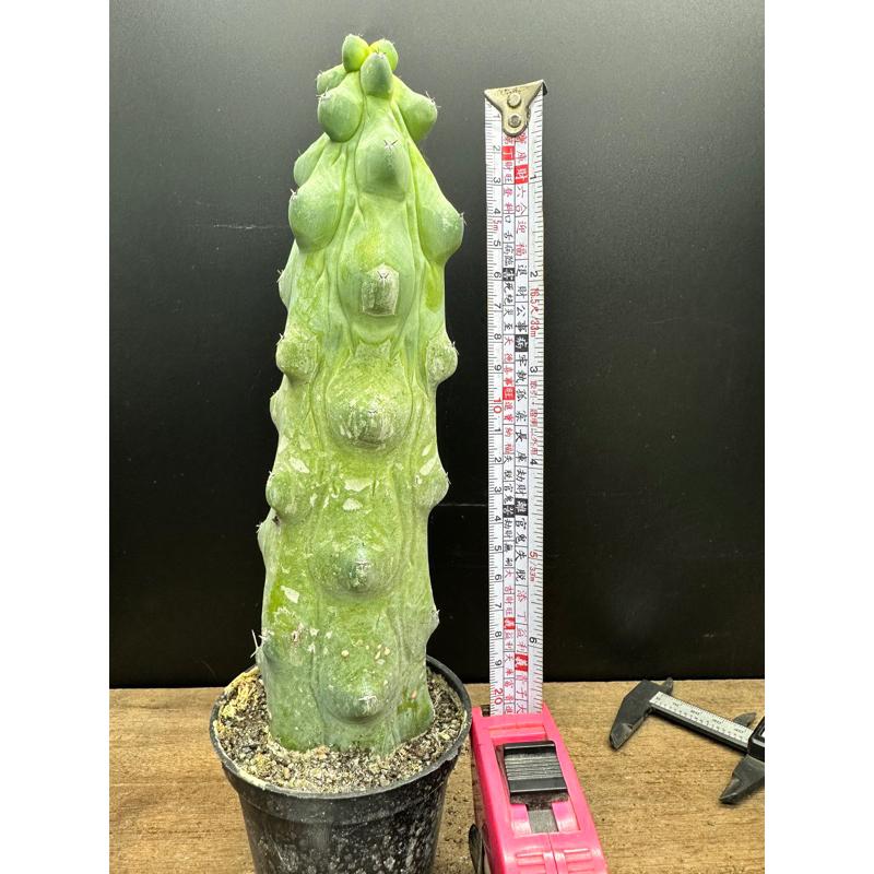 【外星人的植物園】特粗玉乳柱 仙人掌 植物 現貨【滿額免運】-細節圖2