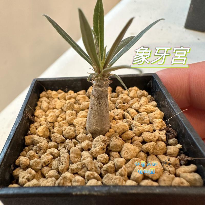 【外星人的植物園】象牙宮 棒槌屬 仙人掌 虎尾蘭 龍舌蘭 塊根 大戟 盆栽 植物 現貨【滿額免運】-細節圖2