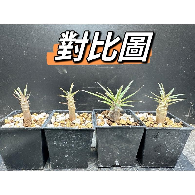 【外星人的植物園】象牙宮 棒槌屬 仙人掌 虎尾蘭 龍舌蘭 塊根 大戟 盆栽 植物 現貨【滿額免運】-細節圖3