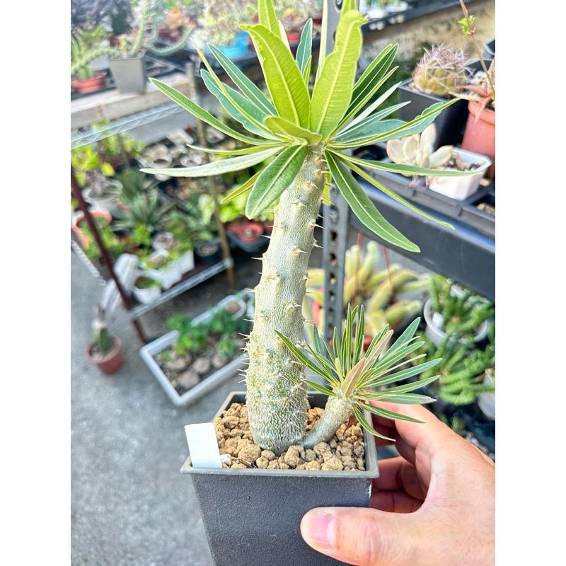 【外星人的植物園】象牙宮 棒槌屬 仙人掌 虎尾蘭 龍舌蘭 塊根 大戟 盆栽 植物 現貨【滿額免運】-細節圖4