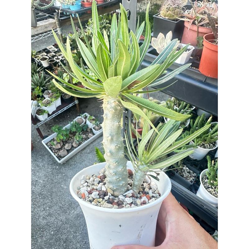 【外星人的植物園】象牙宮 棒槌屬 仙人掌 虎尾蘭 龍舌蘭 塊根 大戟 盆栽 植物 現貨【滿額免運】-細節圖5