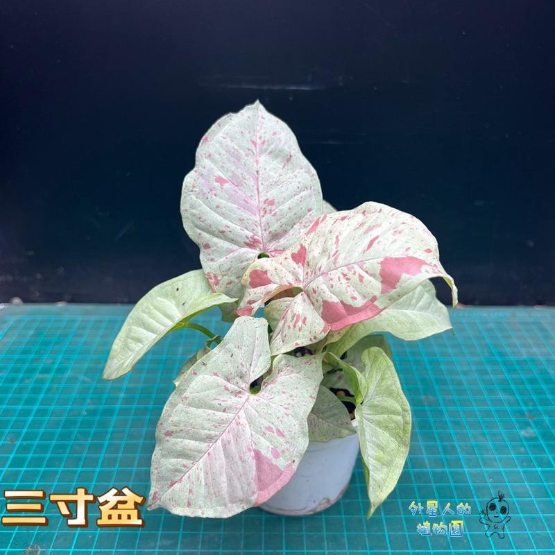 【外星人的植物園】牛奶紙屑 合果芋 彩葉芋 觀葉 文青風 室內 盆栽 植物 療癒盆栽 小品 現貨【滿額免運】-細節圖2