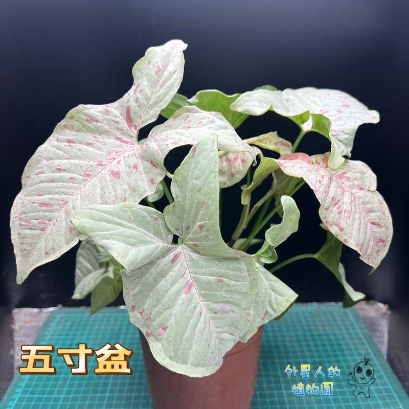 【外星人的植物園】牛奶紙屑 合果芋 彩葉芋 觀葉 文青風 室內 盆栽 植物 療癒盆栽 小品 現貨【滿額免運】-細節圖4