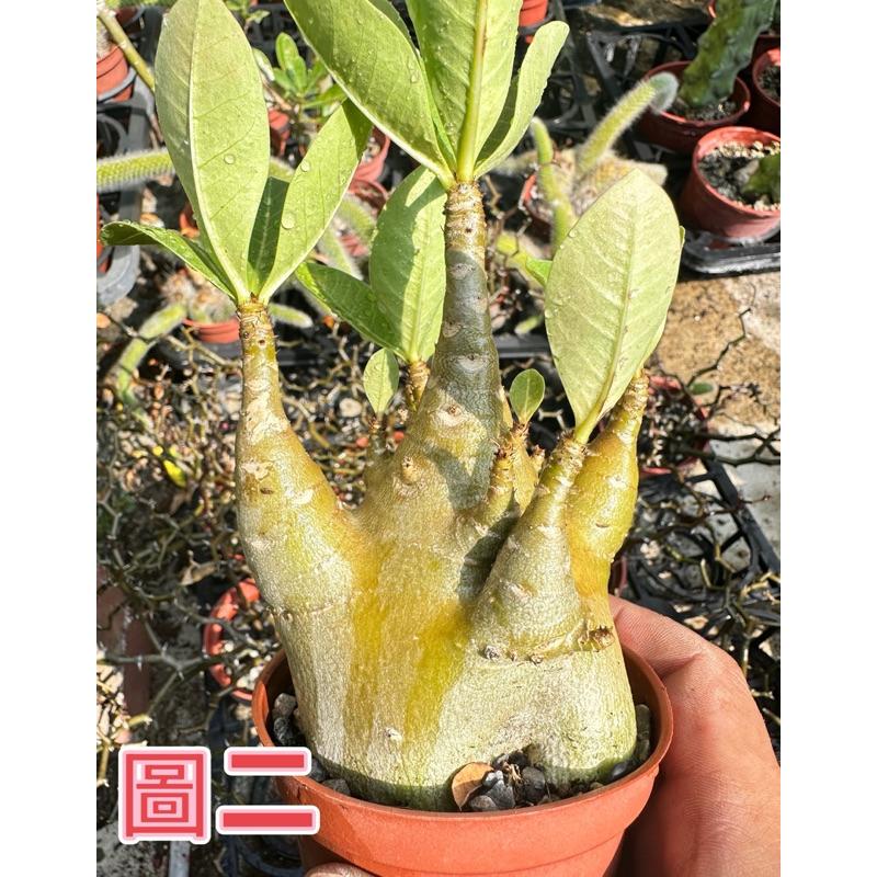 【外星人的植物園】哥吉拉 沙漠玫瑰 虎尾蘭 龍舌蘭 塊根 仙人掌 盆栽 植物 療癒盆栽 小品 現貨【滿額免運】-細節圖2