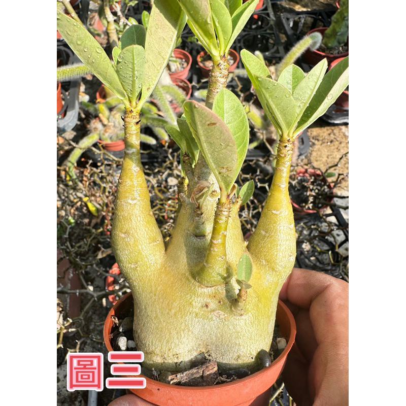 【外星人的植物園】哥吉拉 沙漠玫瑰 虎尾蘭 龍舌蘭 塊根 仙人掌 盆栽 植物 療癒盆栽 小品 現貨【滿額免運】-細節圖3