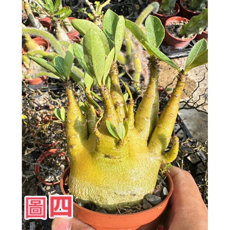 【外星人的植物園】哥吉拉 沙漠玫瑰 虎尾蘭 龍舌蘭 塊根 仙人掌 盆栽 植物 療癒盆栽 小品 現貨【滿額免運】-細節圖4