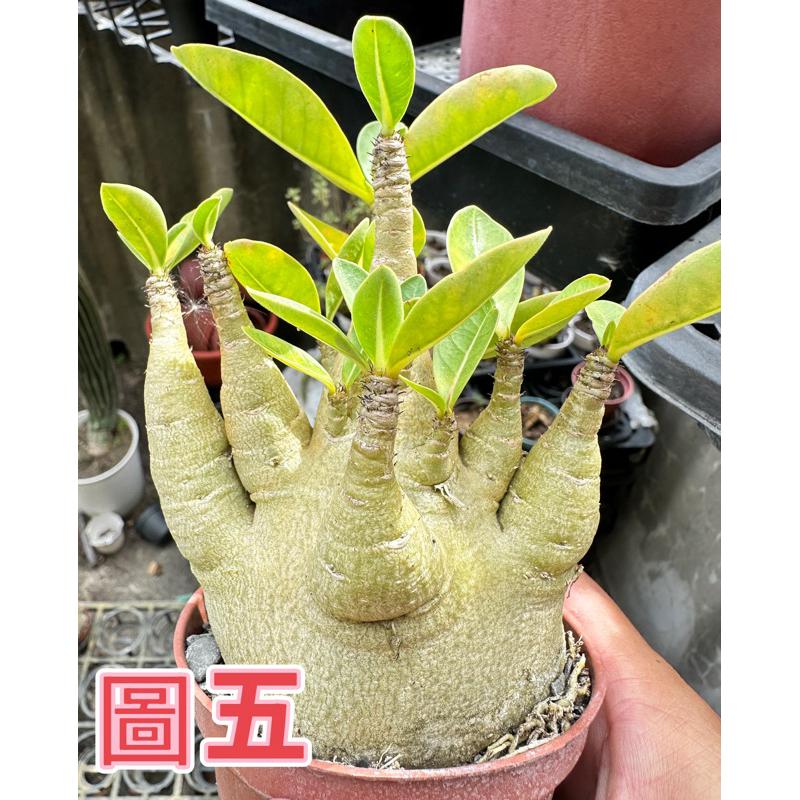 【外星人的植物園】哥吉拉 沙漠玫瑰 虎尾蘭 龍舌蘭 塊根 仙人掌 盆栽 植物 療癒盆栽 小品 現貨【滿額免運】-細節圖5