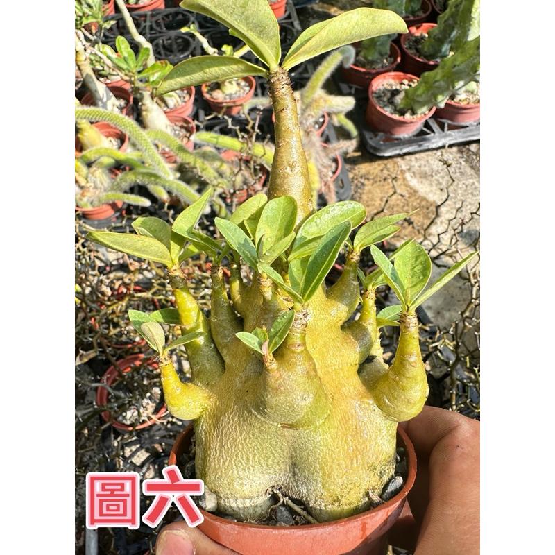 【外星人的植物園】哥吉拉 沙漠玫瑰 虎尾蘭 龍舌蘭 塊根 仙人掌 盆栽 植物 療癒盆栽 小品 現貨【滿額免運】-細節圖6