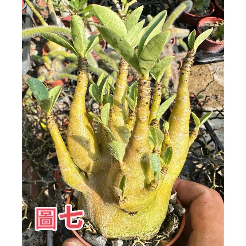 【外星人的植物園】哥吉拉 沙漠玫瑰 虎尾蘭 龍舌蘭 塊根 仙人掌 盆栽 植物 療癒盆栽 小品 現貨【滿額免運】-細節圖7