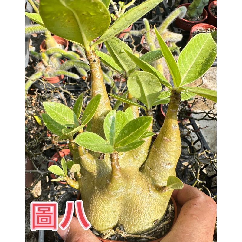 【外星人的植物園】哥吉拉 沙漠玫瑰 虎尾蘭 龍舌蘭 塊根 仙人掌 盆栽 植物 療癒盆栽 小品 現貨【滿額免運】-細節圖8