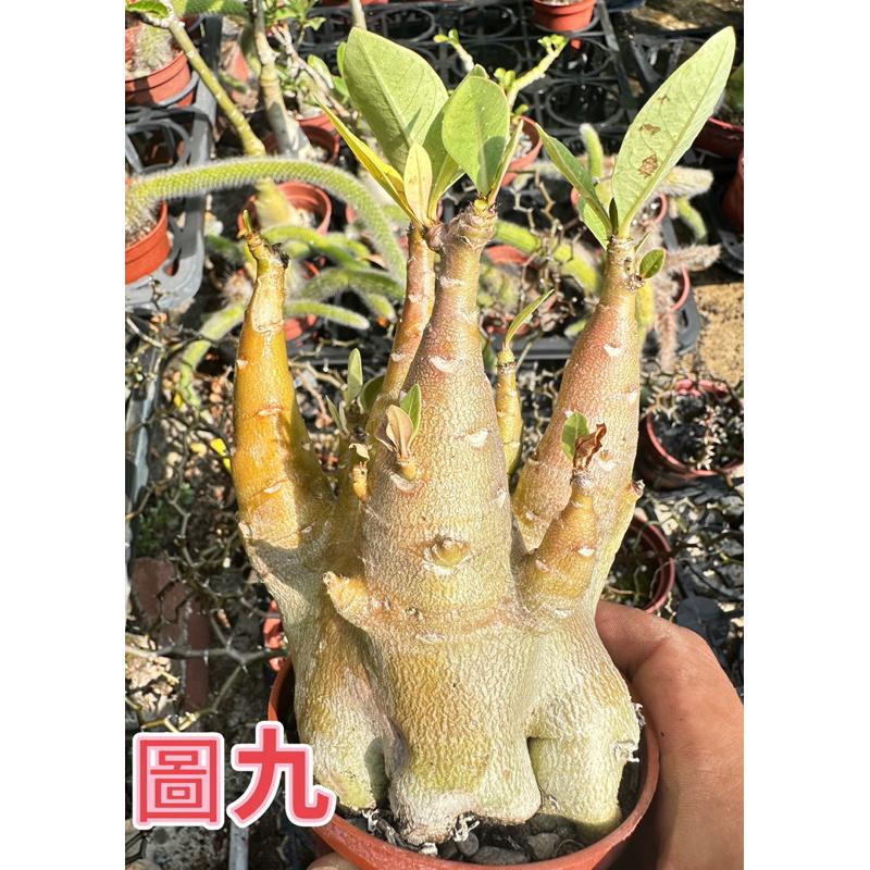 【外星人的植物園】哥吉拉 沙漠玫瑰 虎尾蘭 龍舌蘭 塊根 仙人掌 盆栽 植物 療癒盆栽 小品 現貨【滿額免運】-細節圖9