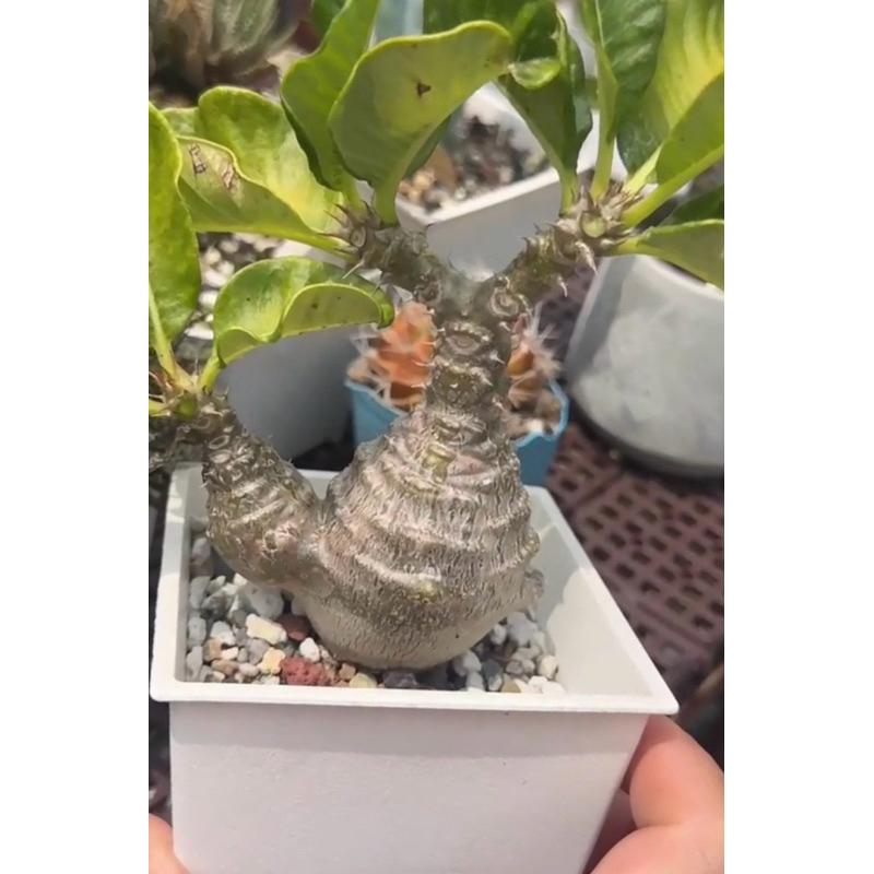 【外星人的植物園】溫莎瓶幹 仙人掌 虎尾蘭 龍舌蘭 塊根 大戟 盆栽 植物 現貨【滿額免運】-細節圖2