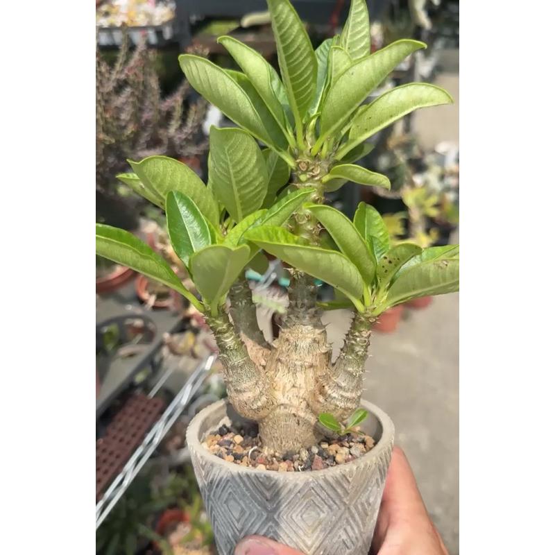 【外星人的植物園】溫莎瓶幹 仙人掌 虎尾蘭 龍舌蘭 塊根 大戟 盆栽 植物 現貨【滿額免運】-細節圖3