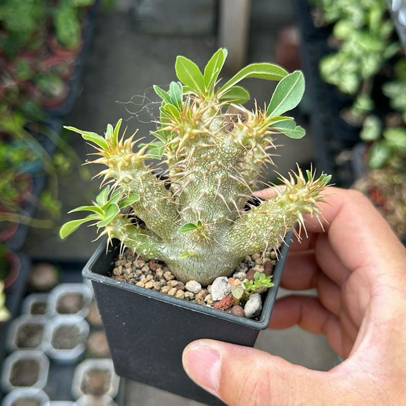 【外星人的植物園】魔界玉 塊根 潮流 大戟 仙人掌現貨【滿額免運】-細節圖2