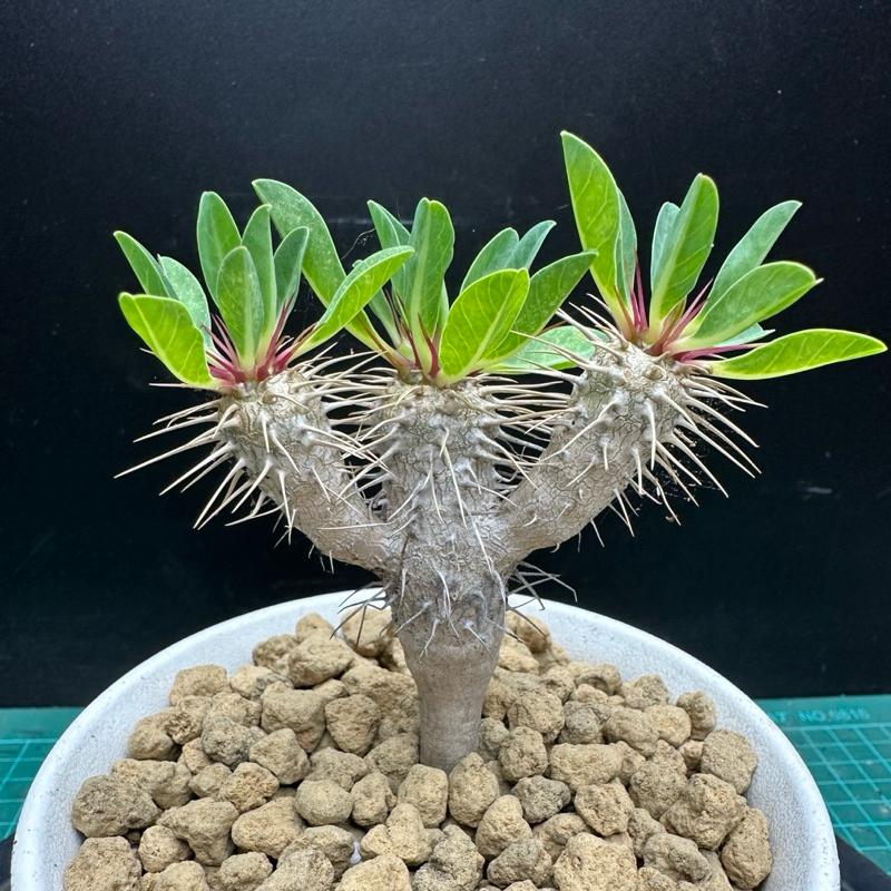 【外星人的植物園】鬼棲閣 大戟 塊根 潮流植物 現貨【滿額免運】-細節圖2
