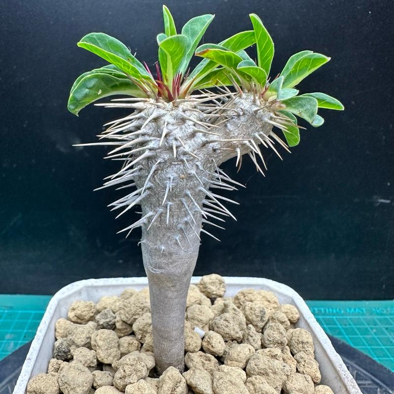 【外星人的植物園】鬼棲閣 大戟 塊根 潮流植物 現貨【滿額免運】-細節圖3