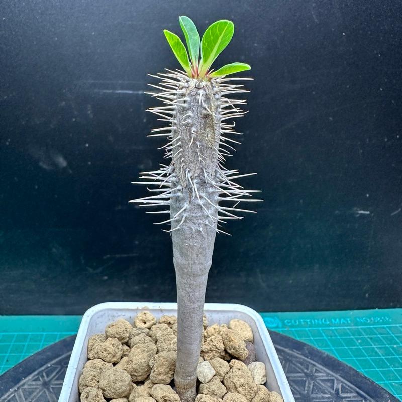 【外星人的植物園】鬼棲閣 大戟 塊根 潮流植物 現貨【滿額免運】-細節圖4