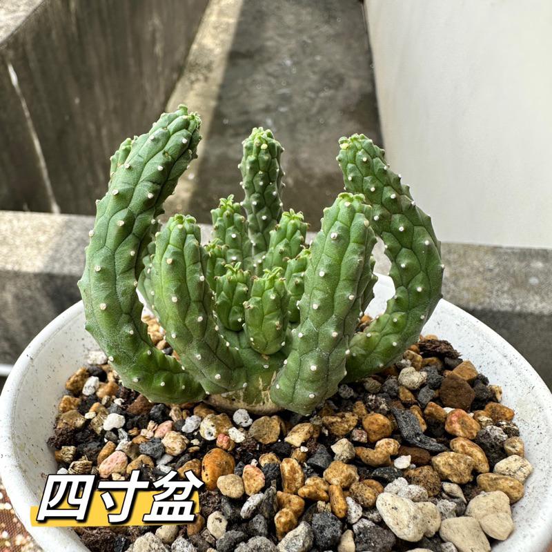 【外星人的植物園】九頭龍 實生 塊根 大戟 仙人掌 潮流現貨【滿額免運】-細節圖2