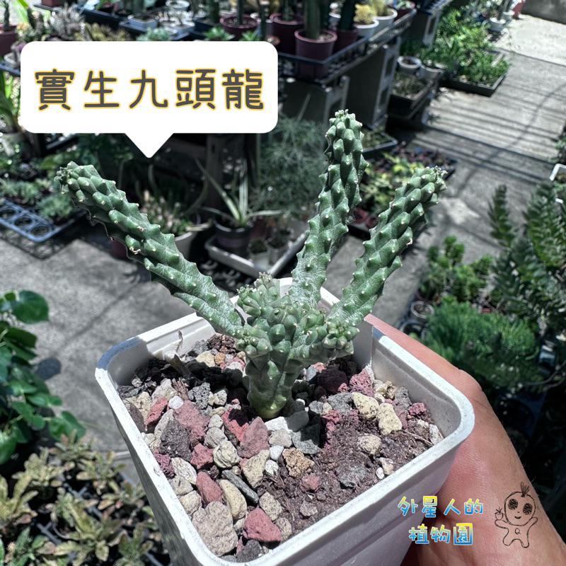 【外星人的植物園】九頭龍 實生 塊根 大戟 仙人掌 潮流現貨【滿額免運】-細節圖3