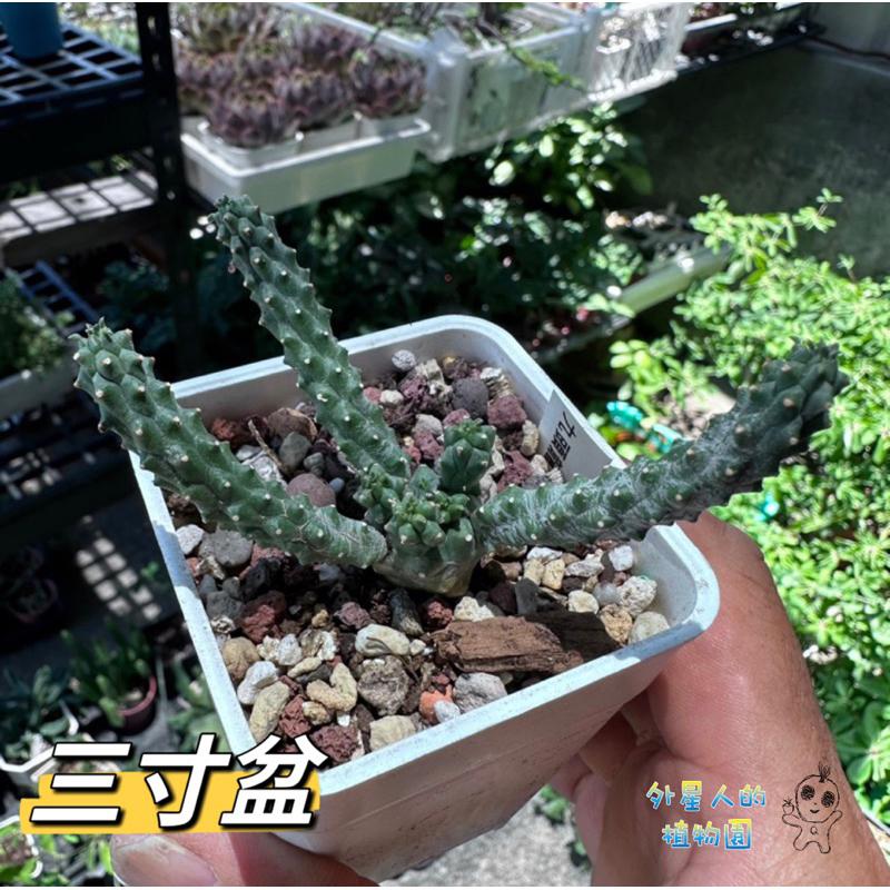 【外星人的植物園】九頭龍 實生 塊根 大戟 仙人掌 潮流現貨【滿額免運】-細節圖4