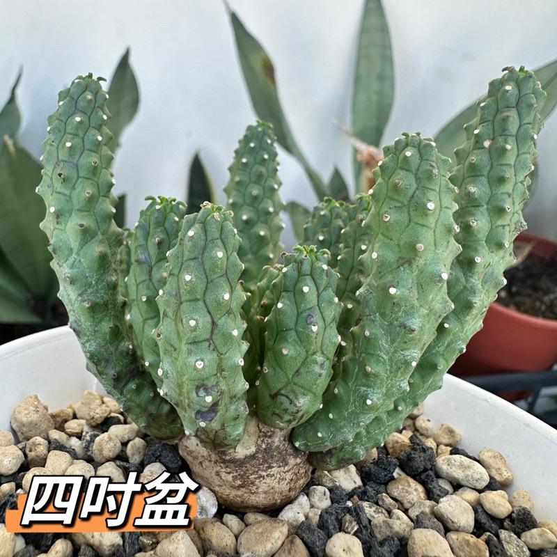 【外星人的植物園】九頭龍 實生 塊根 大戟 仙人掌 潮流現貨【滿額免運】-細節圖5