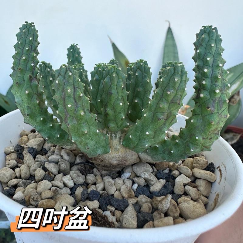 【外星人的植物園】九頭龍 實生 塊根 大戟 仙人掌 潮流現貨【滿額免運】-細節圖6