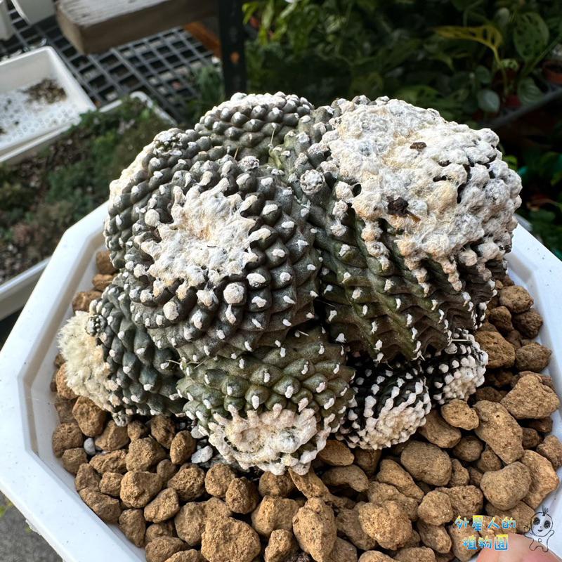 【外星人的植物園】魚鱗丸 仙人掌 大戟 盆栽 植物 龍爪球屬 小品 現貨【滿額免運】-細節圖2