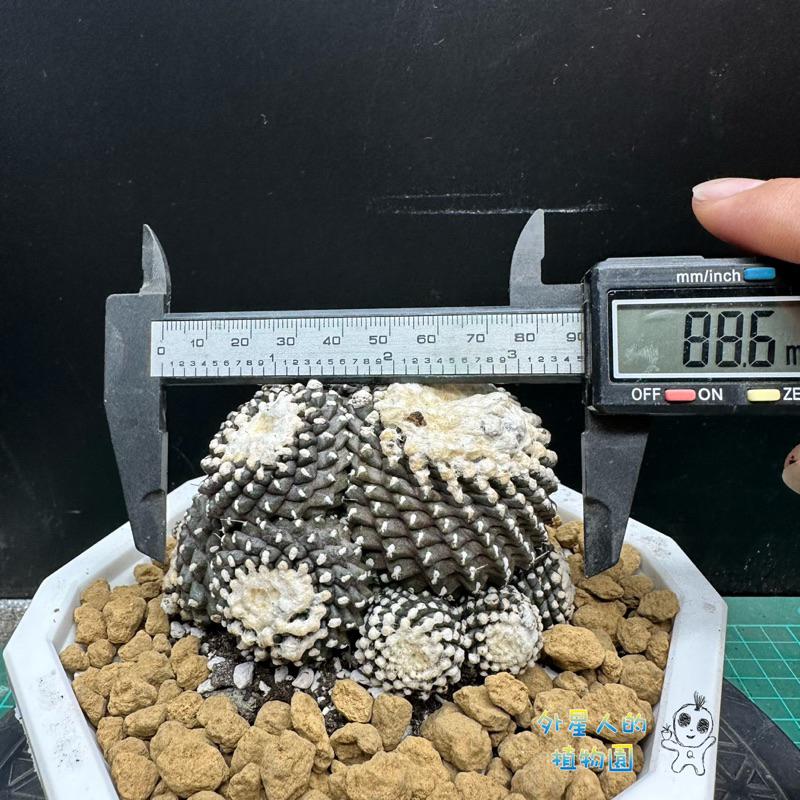【外星人的植物園】魚鱗丸 仙人掌 大戟 盆栽 植物 龍爪球屬 小品 現貨【滿額免運】-細節圖3