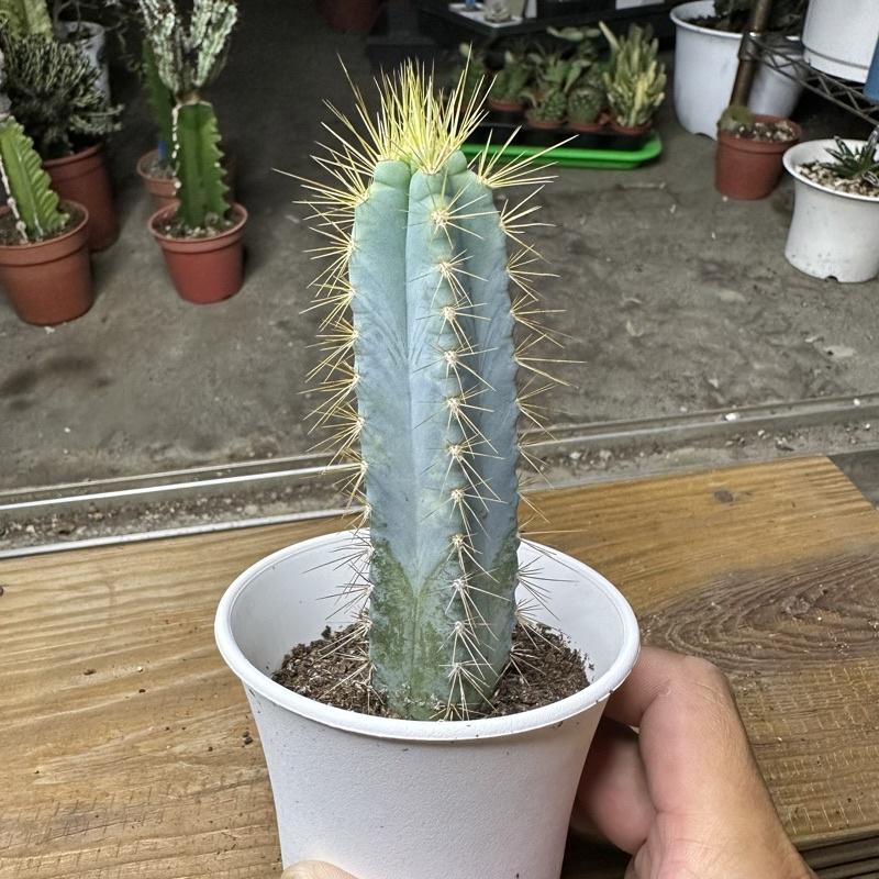 【外星人的植物園】藍柱 金青閣 塊根 龍舌蘭 虎尾蘭 觀葉 植物 仙人掌 現貨【滿額免運】-細節圖2