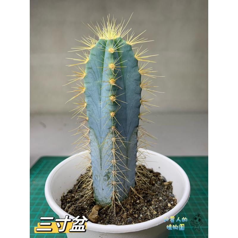 【外星人的植物園】藍柱 金青閣 塊根 龍舌蘭 虎尾蘭 觀葉 植物 仙人掌 現貨【滿額免運】-細節圖3