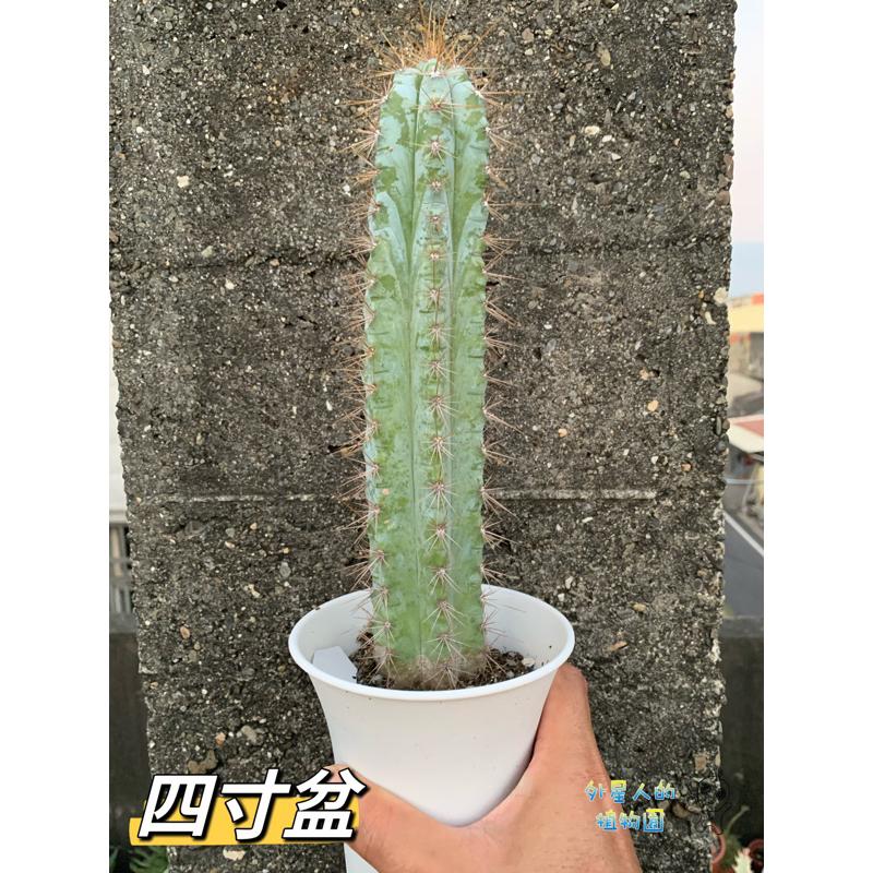 【外星人的植物園】藍柱 金青閣 塊根 龍舌蘭 虎尾蘭 觀葉 植物 仙人掌 現貨【滿額免運】-細節圖4