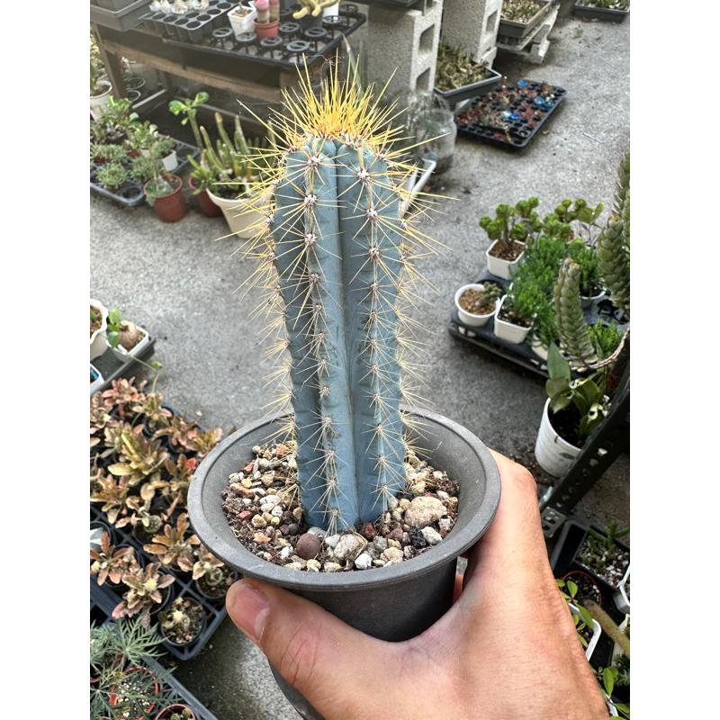 【外星人的植物園】藍柱 金青閣 塊根 龍舌蘭 虎尾蘭 觀葉 植物 仙人掌 現貨【滿額免運】-細節圖5