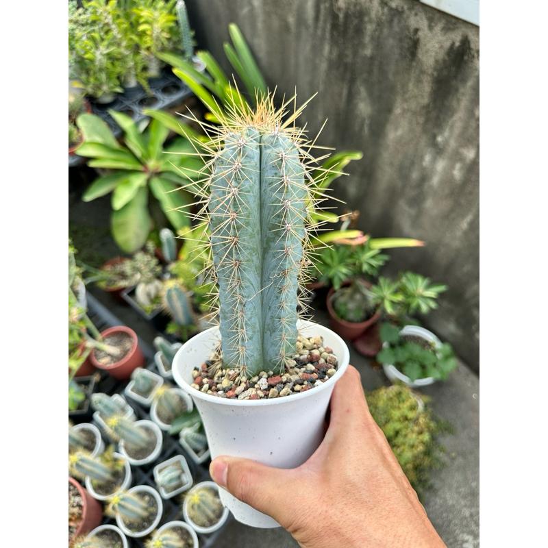 【外星人的植物園】藍柱 金青閣 塊根 龍舌蘭 虎尾蘭 觀葉 植物 仙人掌 現貨【滿額免運】-細節圖6