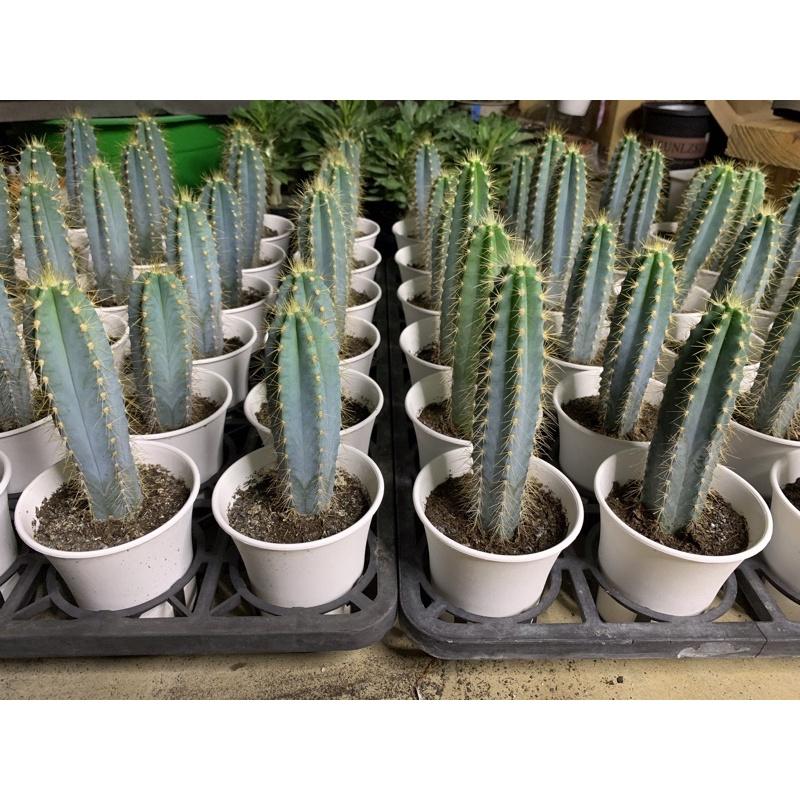 【外星人的植物園】藍柱 金青閣 塊根 龍舌蘭 虎尾蘭 觀葉 植物 仙人掌 現貨【滿額免運】-細節圖7