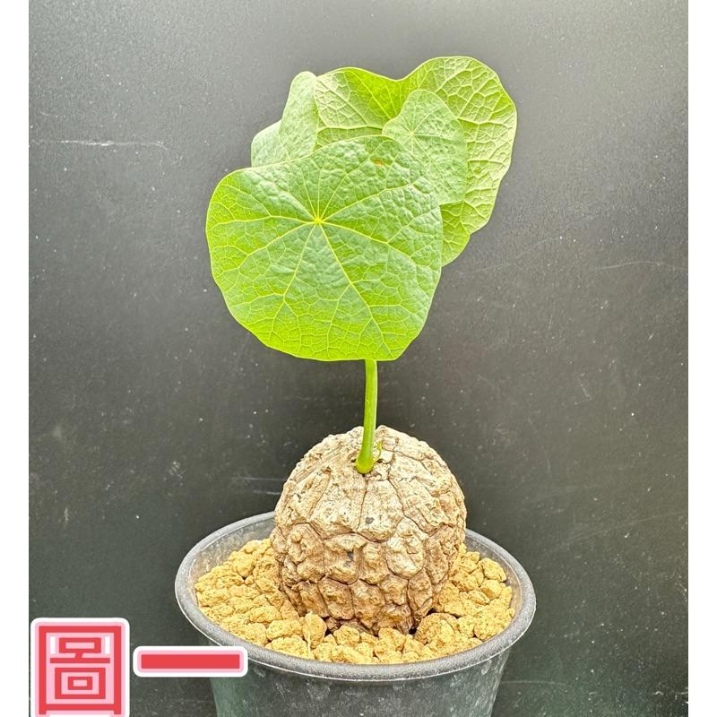 【外星人的植物園】裂紋山烏龜 山烏龜 仙人掌 虎尾蘭 龍舌蘭 塊根 大戟 盆栽 植物 現貨【滿額免運】-細節圖2