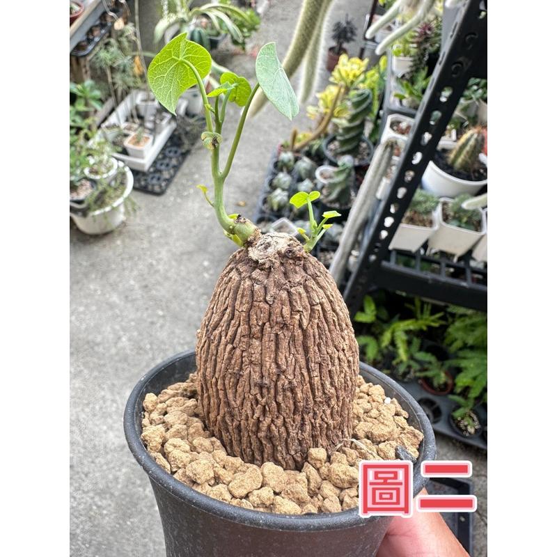 【外星人的植物園】裂紋山烏龜 山烏龜 仙人掌 虎尾蘭 龍舌蘭 塊根 大戟 盆栽 植物 現貨【滿額免運】-細節圖3