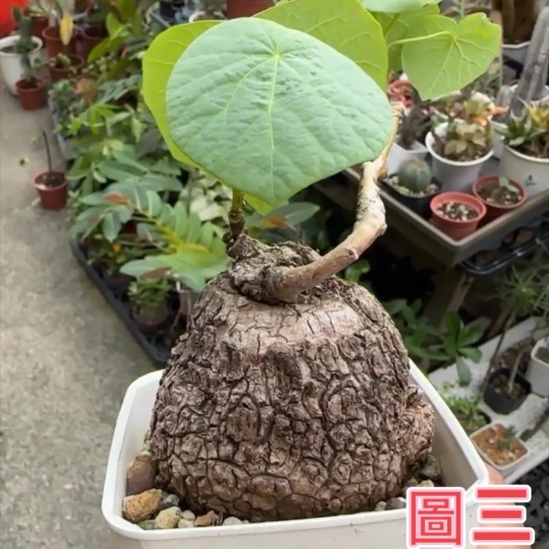 【外星人的植物園】裂紋山烏龜 山烏龜 仙人掌 虎尾蘭 龍舌蘭 塊根 大戟 盆栽 植物 現貨【滿額免運】-細節圖4