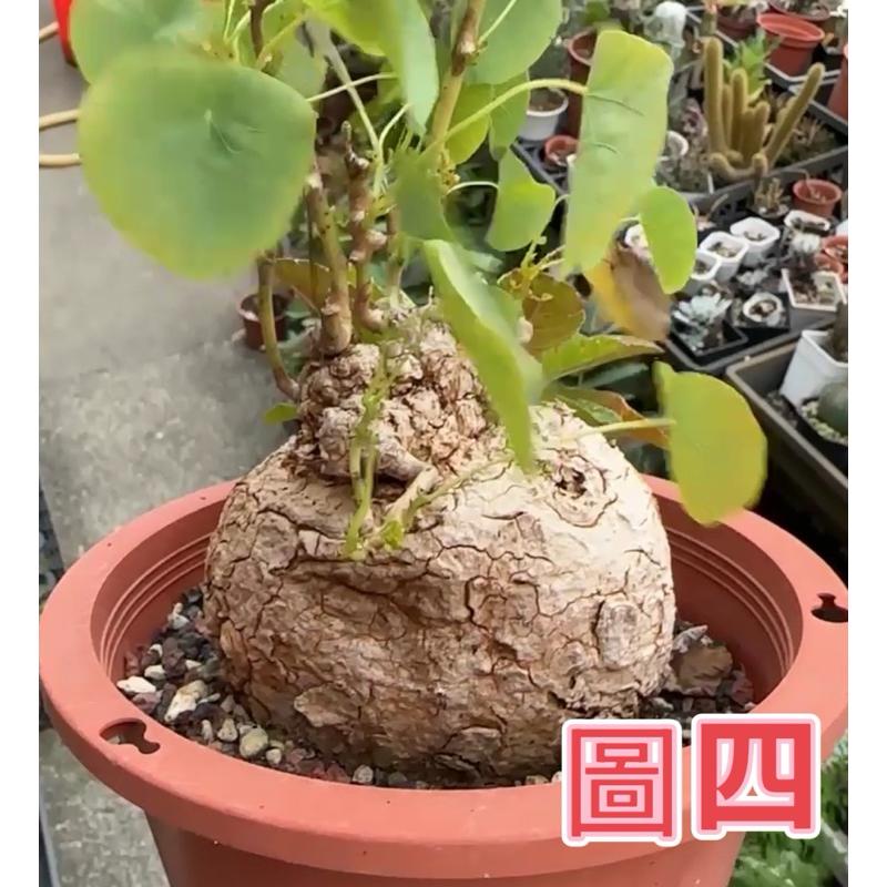 【外星人的植物園】裂紋山烏龜 山烏龜 仙人掌 虎尾蘭 龍舌蘭 塊根 大戟 盆栽 植物 現貨【滿額免運】-細節圖5
