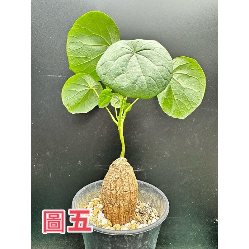 【外星人的植物園】裂紋山烏龜 山烏龜 仙人掌 虎尾蘭 龍舌蘭 塊根 大戟 盆栽 植物 現貨【滿額免運】-細節圖6